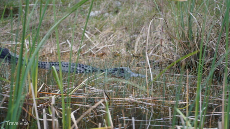 Alligator zwischen Schilf und Wasserpflanzen in den Everglades.