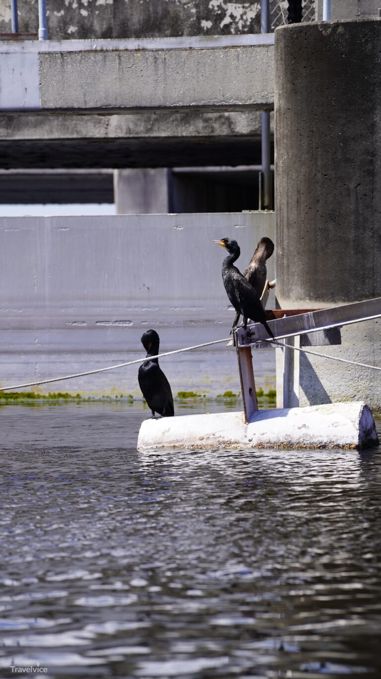 Drei Kormorane rasten auf einer Boje am Wasser in Miami.