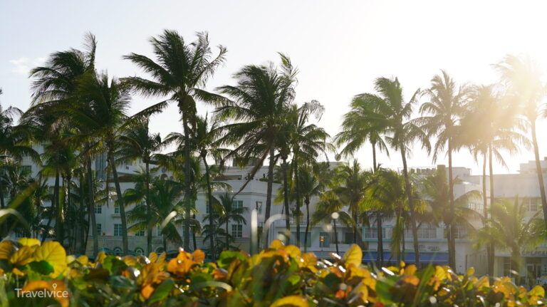 Palmen am Ocean Drive