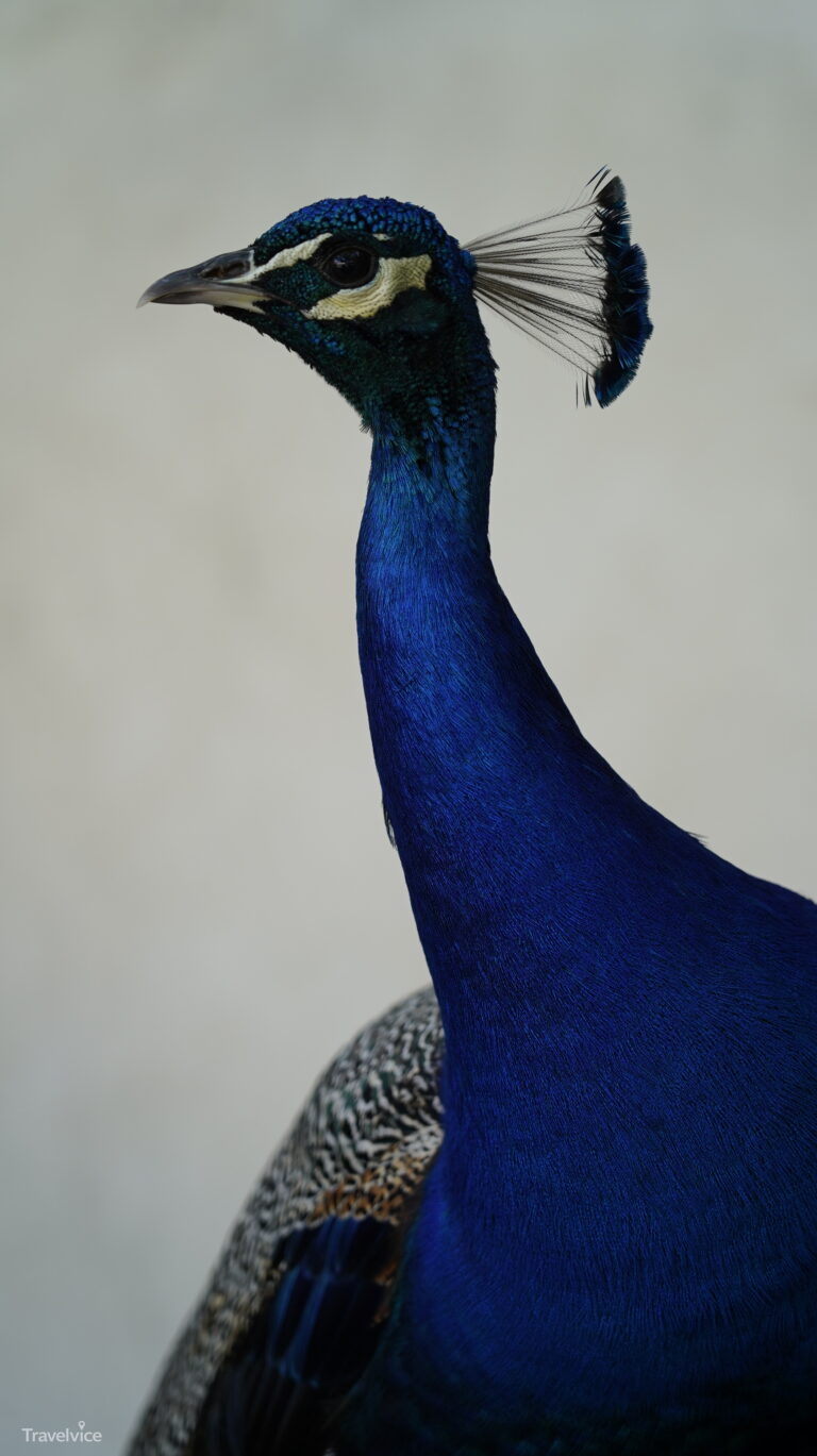 Wallensteingarten · ein Pfau