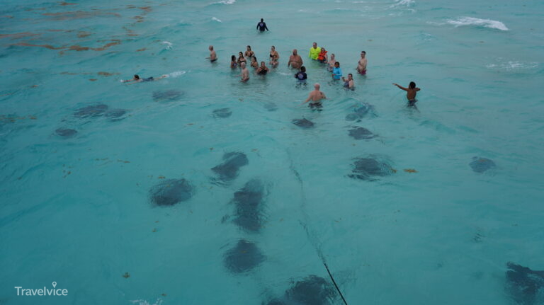 Grand Cayman · Stachelrochen