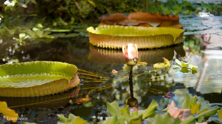 Seerosen im Victoriahuset des Botanischen Gartens in Oslo.
