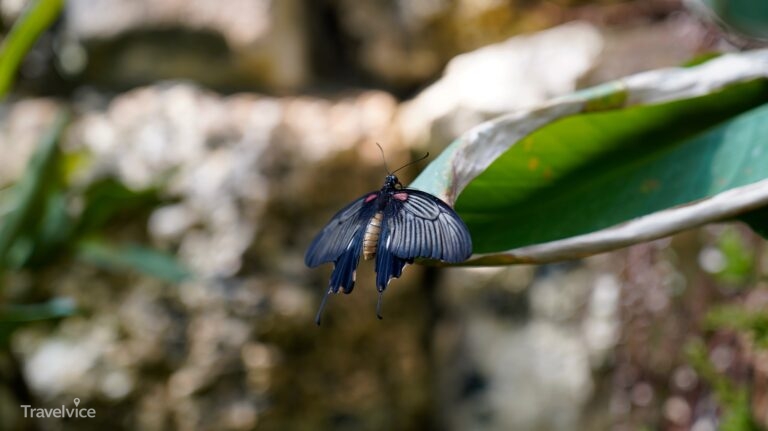 Ein Schmetterling im Botanischen Garten von Kopenhagen.