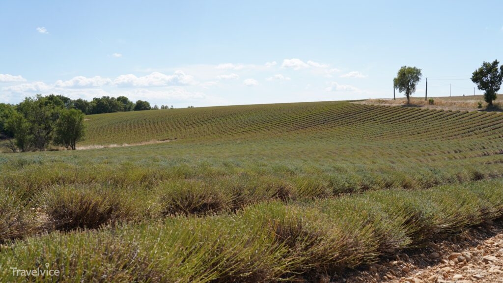 Bereits geerntete Lavendelreihen auf unserem Provence-Ausflug im August
