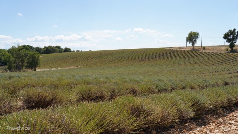 Bereits geerntete Lavendelreihen auf unserem Provence-Ausflug im August