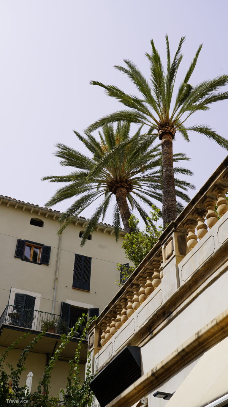 Palme in einem hellen Innenhof in Palmas Altstadt