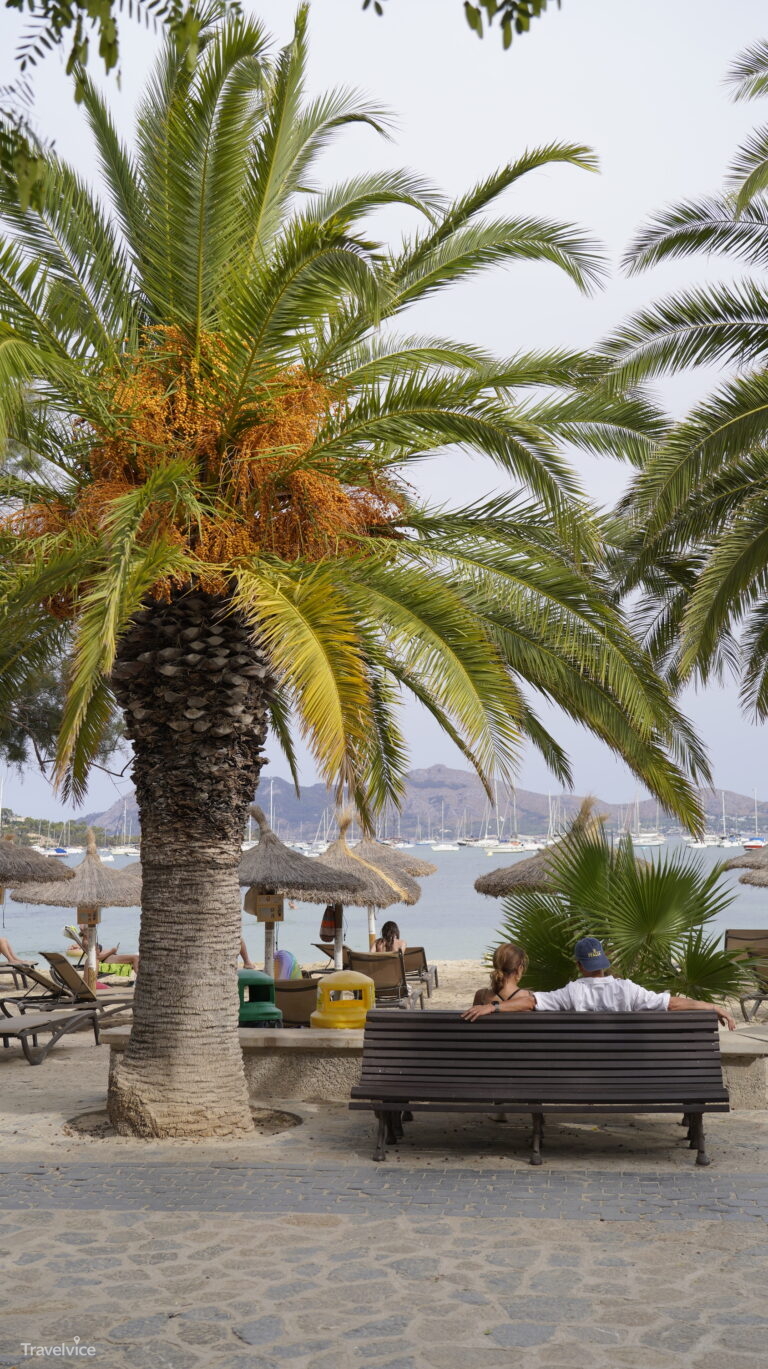 Uferpromenade von Port de Pollença mit Pinien, Palmen und Sitzbänken